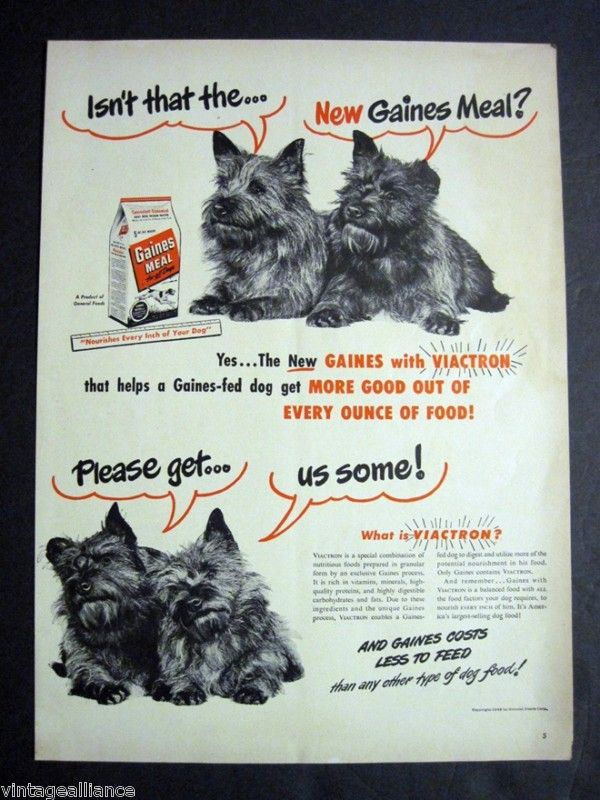 1948 Vintage GAINES MEAL Terrier Dog Food 40s Print Ad  